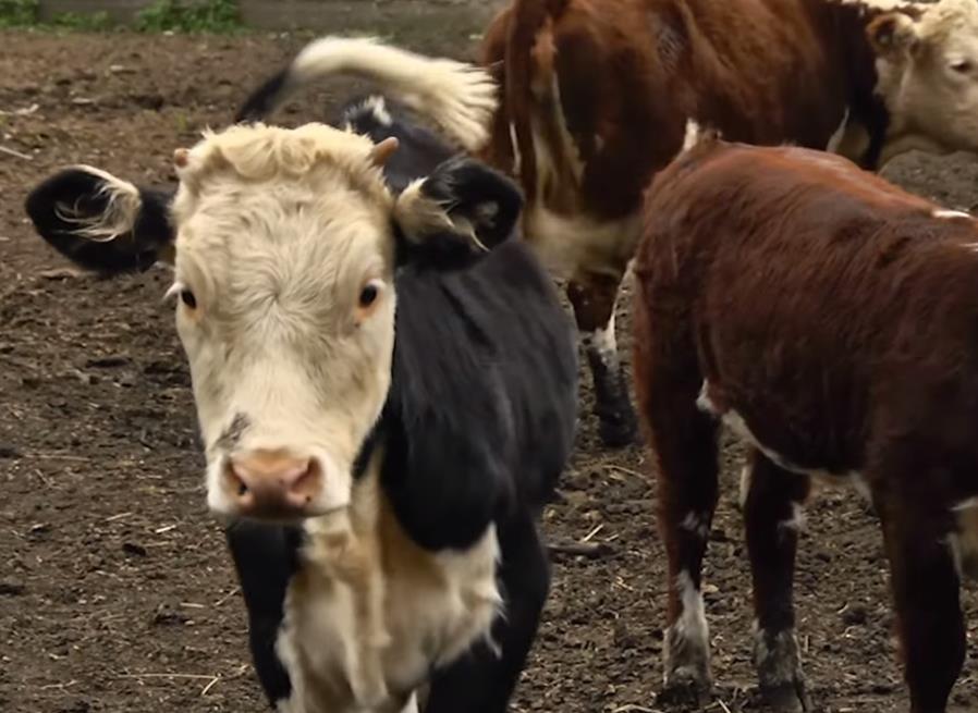 теленок герефордской породы коров