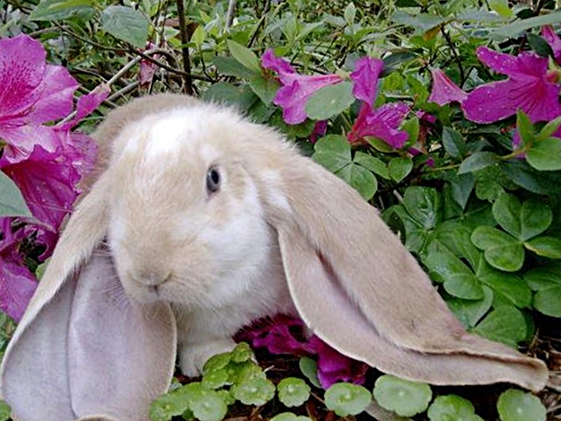 Кролик Английский баран фото