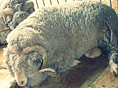 Породы овец с фото - Асканийская