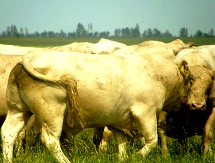 аулиекольская порода коров