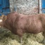 Продам Бычки, телки породы Лимузин, мраморная говядина