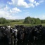 Продам Нетели Черно-пестрой породы