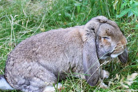 Кролик французский баран фото