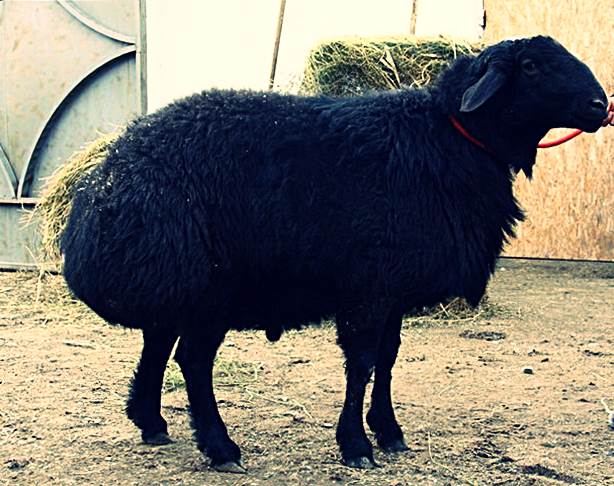 Породы овец - гиссарская фото