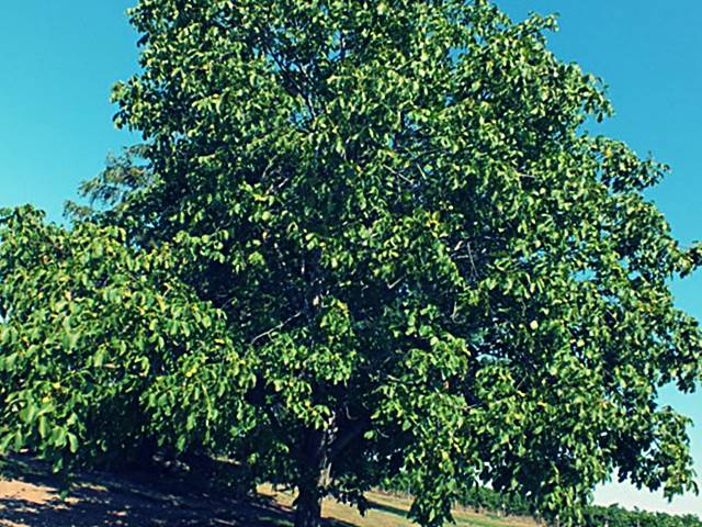 Грецкий орех дерево фото