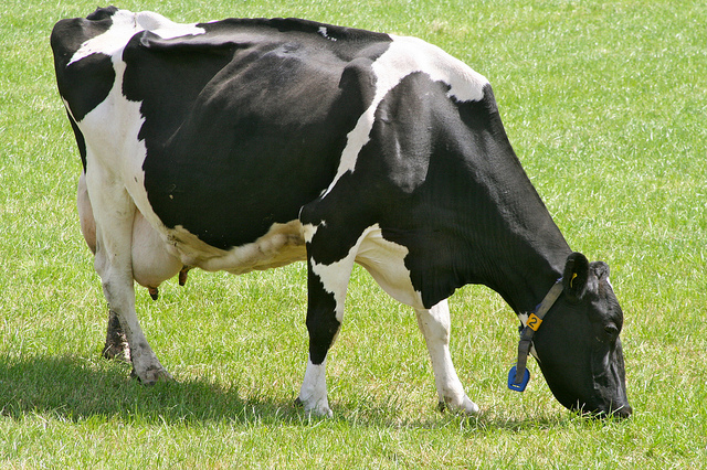 голландская порода коров