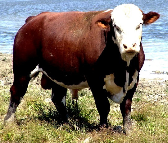 казахская белоголовая порода коров