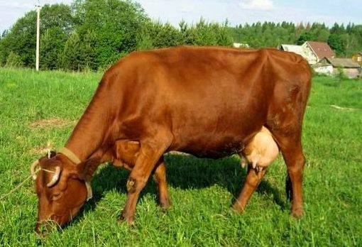 красная датская порода коров