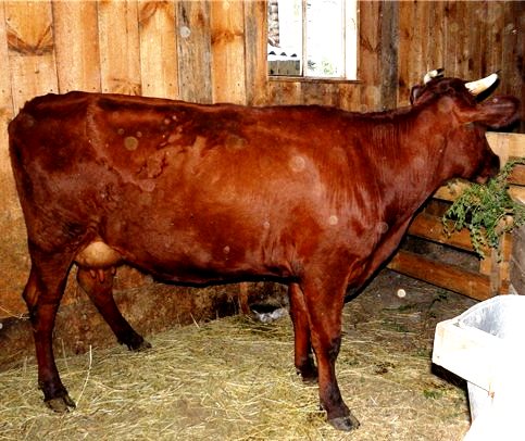 красная горбатовская порода коров