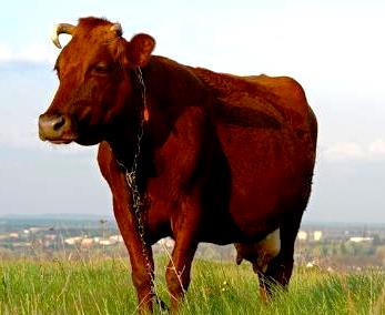 красная степная порода коров