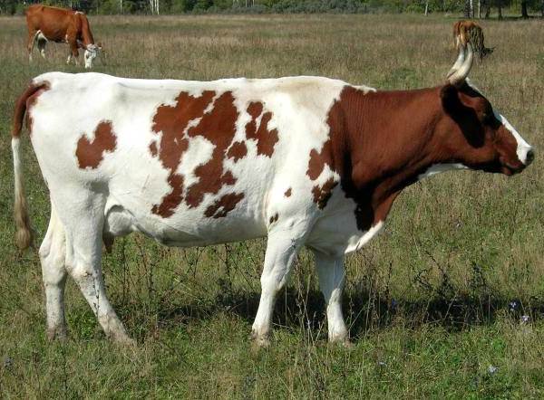 красная пестрая порода коров