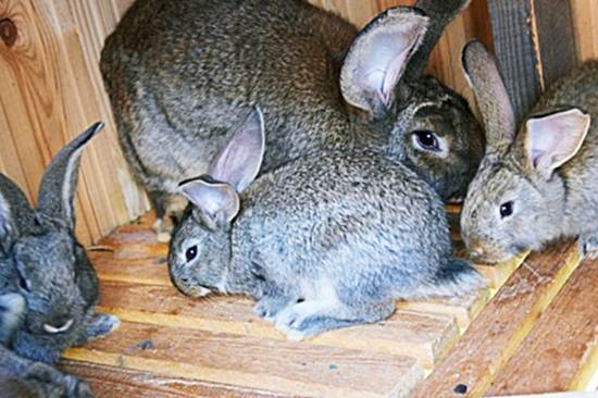 Кролики и крольчата породы Ризен
