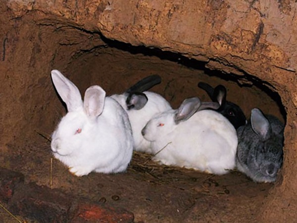 Кролики осваивают яму