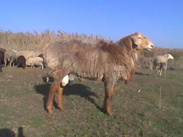 курдючная порода овец