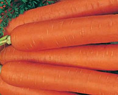 Морковь Баядера фото
