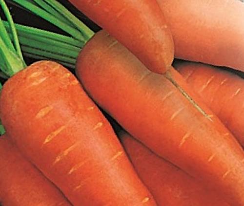 Морковь Флакке фото