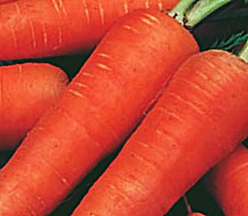 Морковь Коррида фото