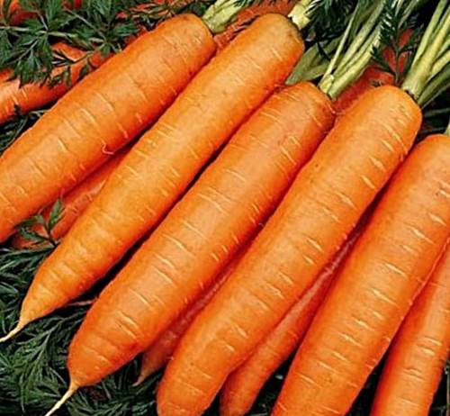 Морковь Нандрин фото