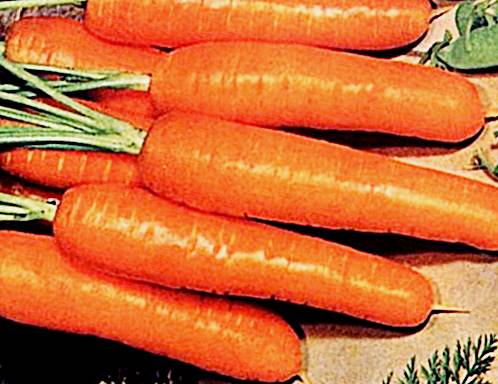 Морковь Нектар F1