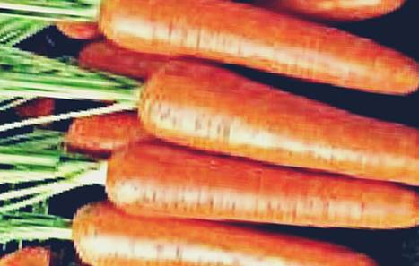 Морковь Забава фото