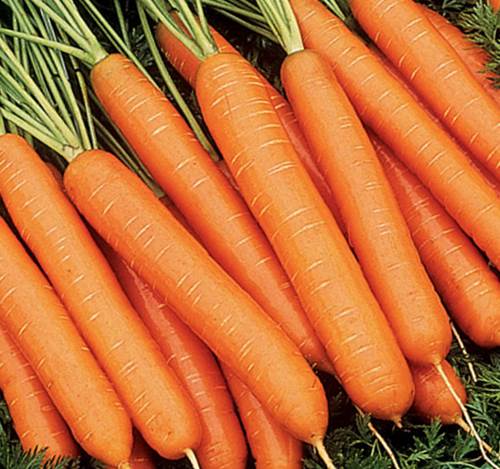 Нантская морковь фото