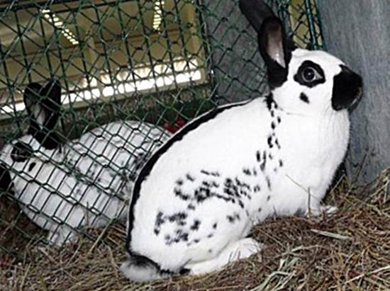 Немецкий пестрый кролик строкач с полоской на спине фото