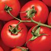 Выращивание томатов в промышленных масштабах