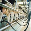Технология машинного доения коров