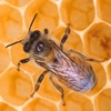 Медоносная пчела: причины исчезновения