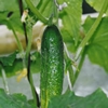 Огурцы: выращивание в теплице