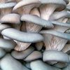 Выращивание грибов вешенка на пнях видео