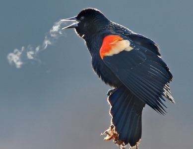 Курение полезно для птиц?