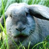 Кроликоферма: породы кроликов - видео