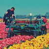 Как собирают тюльпаны