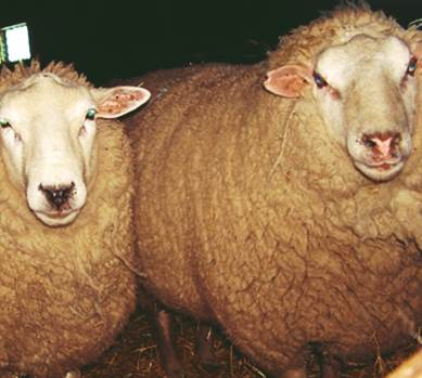 Новая южная мясная порода овец