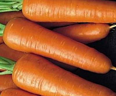 Морковь Рекс фото