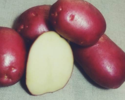 Лучшие сорта картофеля - Рокко