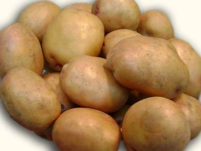 Сорт картофеля Жуковский