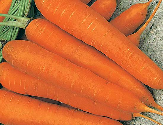 Сорт моркови Карлена фото
