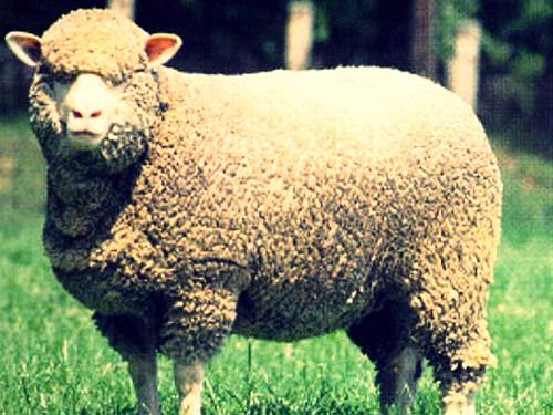 Советский меринос - мясная порода овец фото