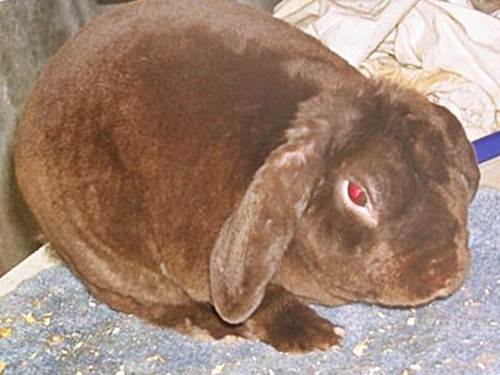 Вельветовый баран - порода кроликов