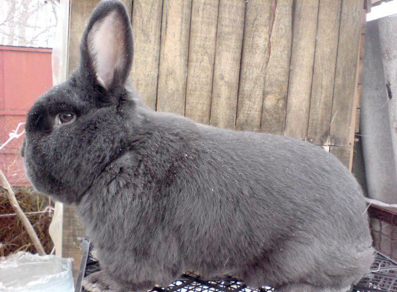венский голубой кролик фото