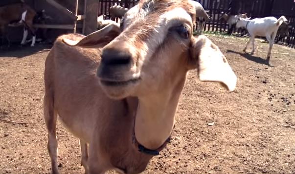 Чешская порода коз фото