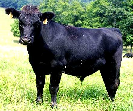 абердин-ангусская порода коров