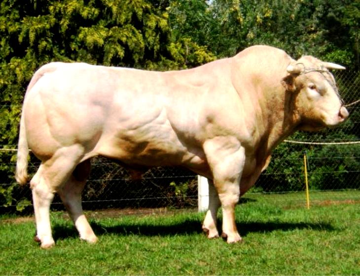 аквитанская светлая порода коров
