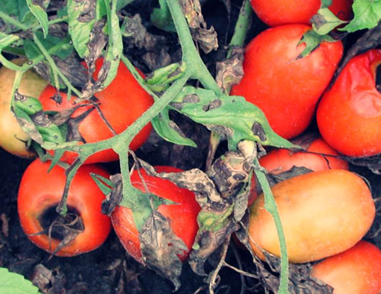 Болезни томатов - альтернариоз фото