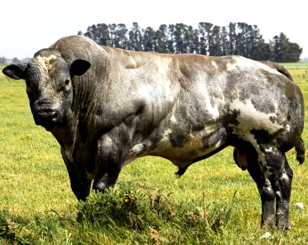 бельгийская порода коров