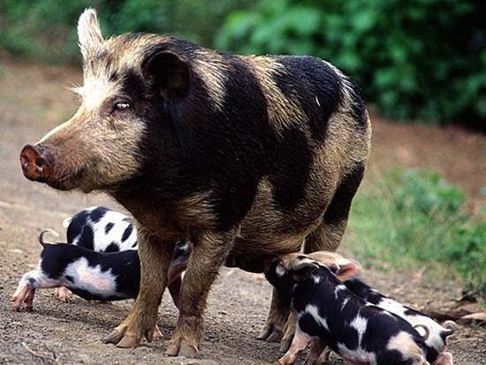 Белорусская черно-пестрая свинья фото