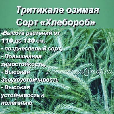 Продам Элитные семена озимой тритикале Тихон, Хлебороб.