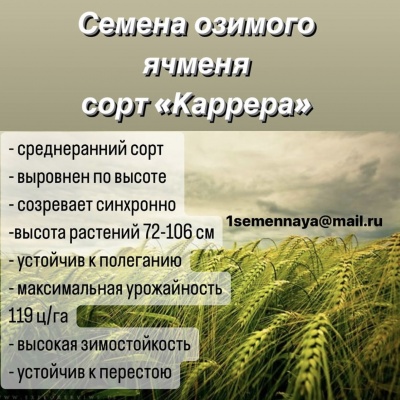 Продам Семена ячменя озимого